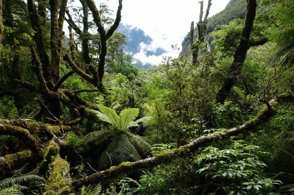 New Zealand native forest