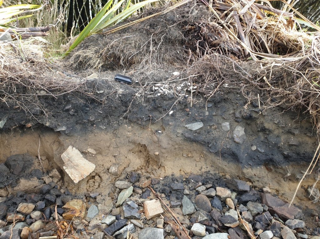 Archaeological shell midden and hāngi exposed after a storm event and identifed during archaeological survey.